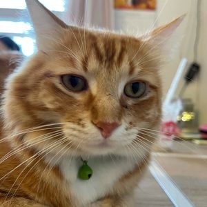 Meet your Posher, Gabriel